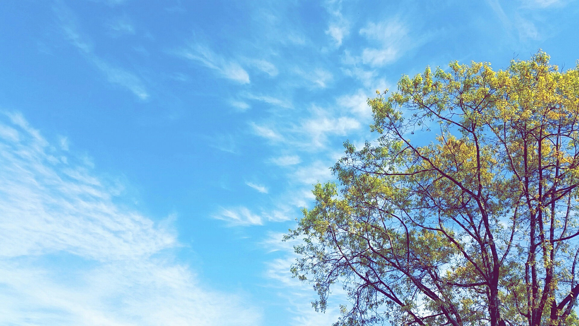 Верхушки деревьев на фоне неба