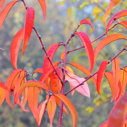 autumn colorful leaves nature