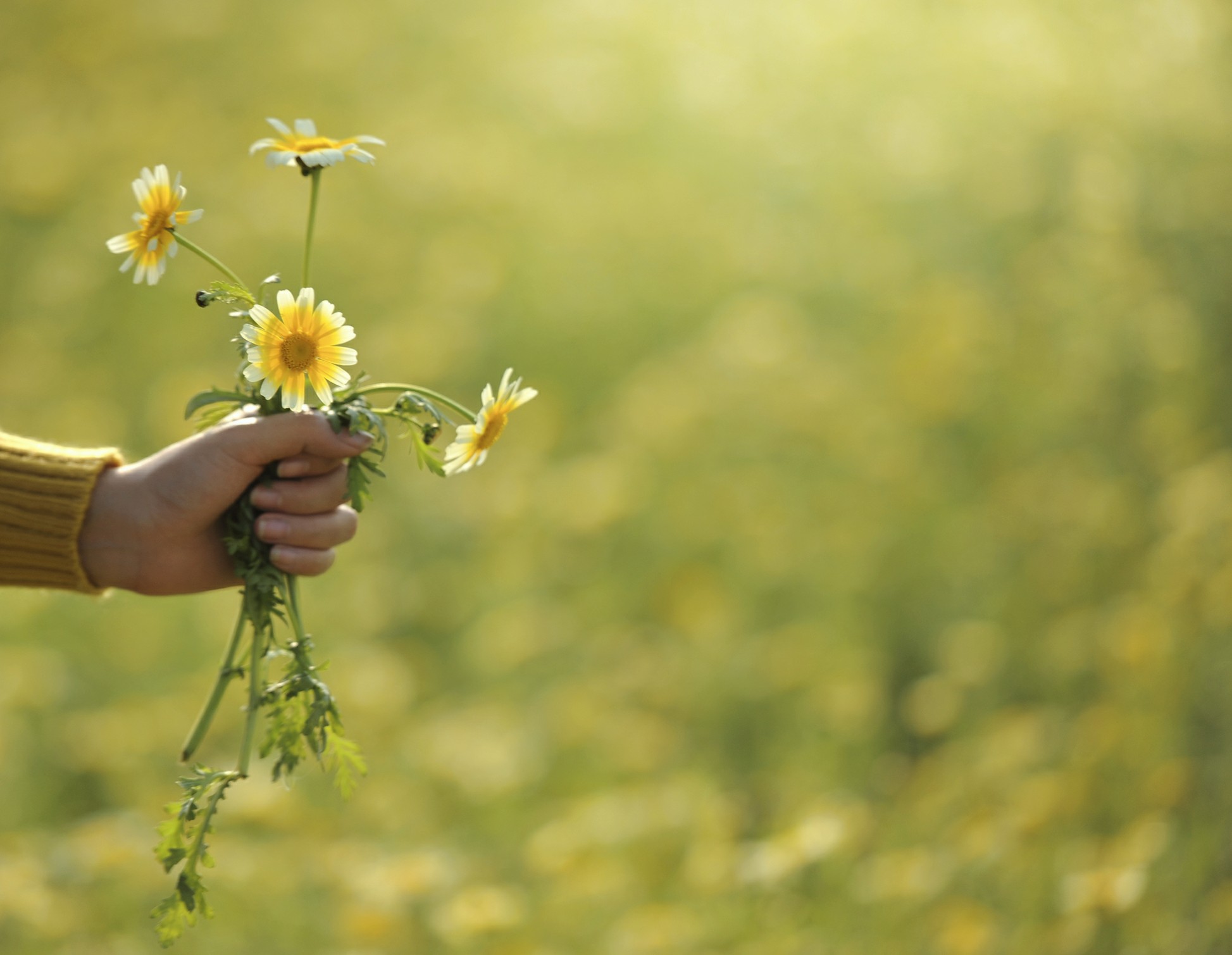 I can by flowers. Emotions Flower.