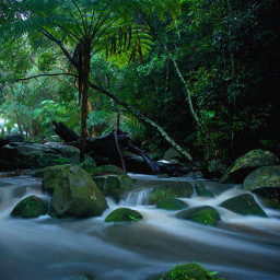 sydney australia rainforest waterfall stream