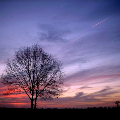 #wpptrees,#sunset,#tree,#sky,#winter