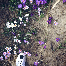flower shoes belgium cebo spring freetoedit