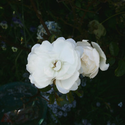 white flower photography nice blackandwhite