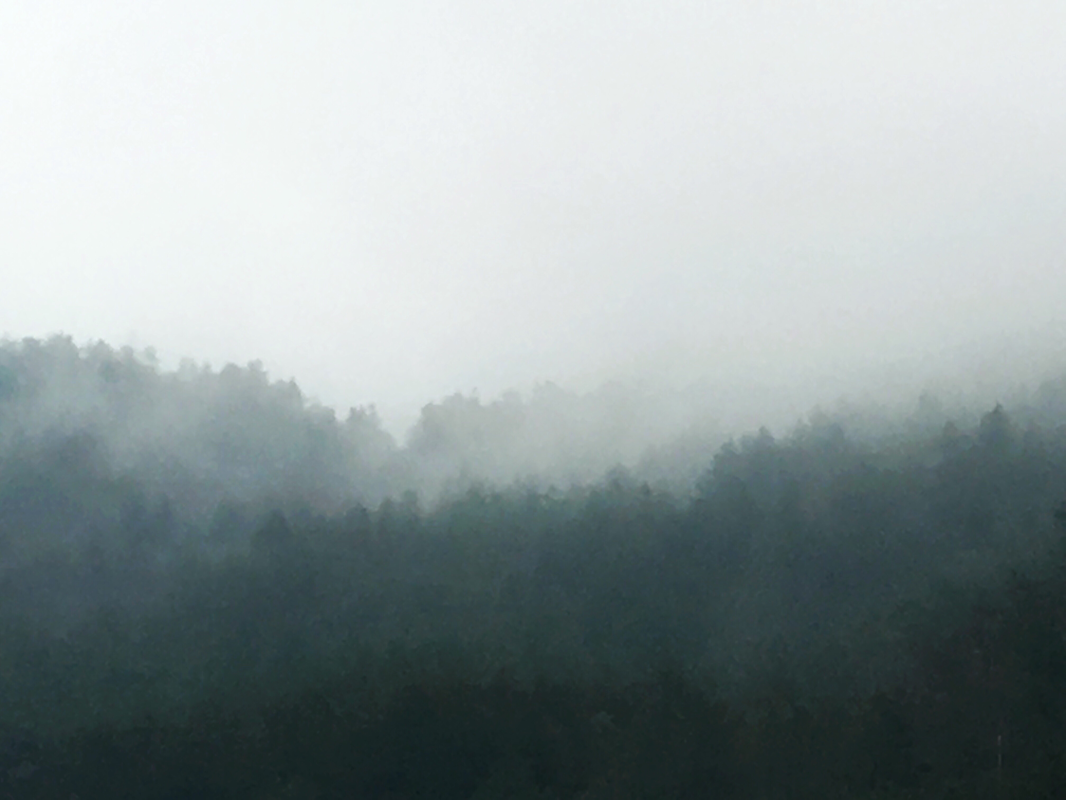 chasingfog forest woods trees colors freetoedit