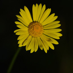 daisy flower spring macrophotography macro