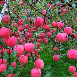 tree red apple colorful cute