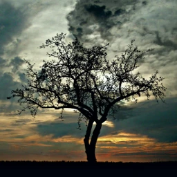 wpptrees sunset nature tree sky