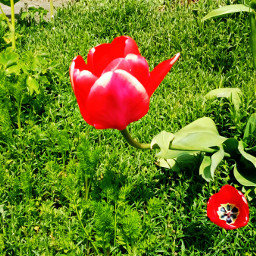 tulpe spring photography nature flower