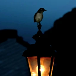 wppnight petsandanimals birds dark light