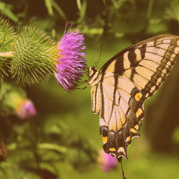 freetoedit butterfly summer